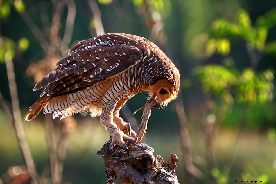 フクロウの夢の解釈と意味 