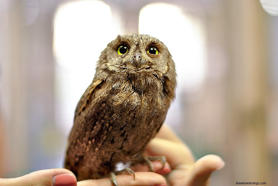 Interprétation et signification des rêves de hibou 