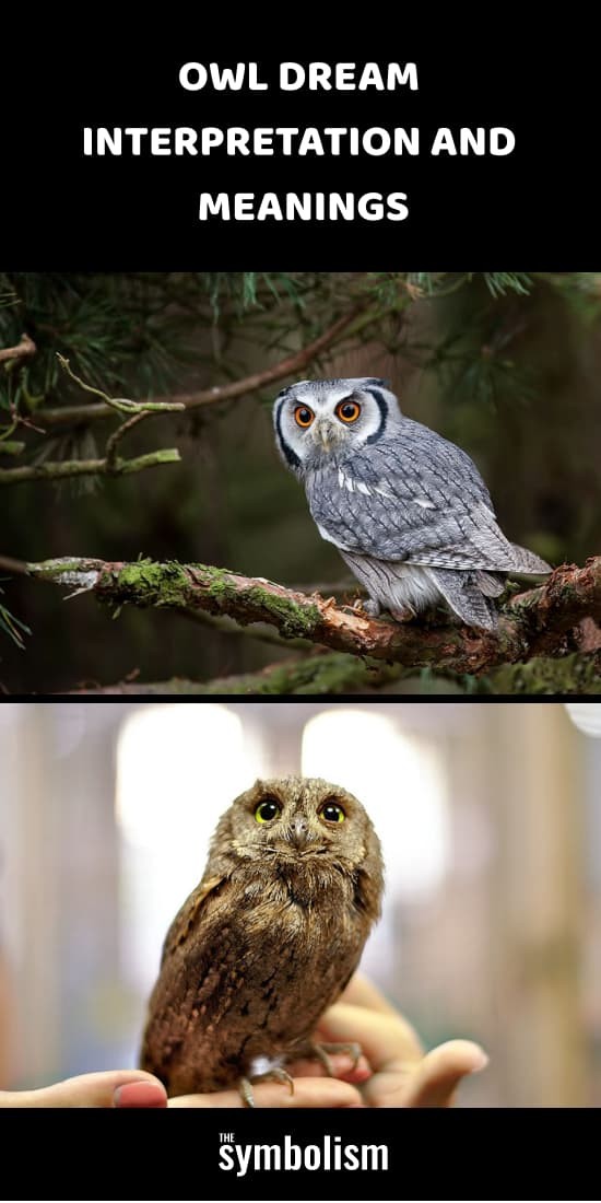 Interprétation et signification des rêves de hibou 