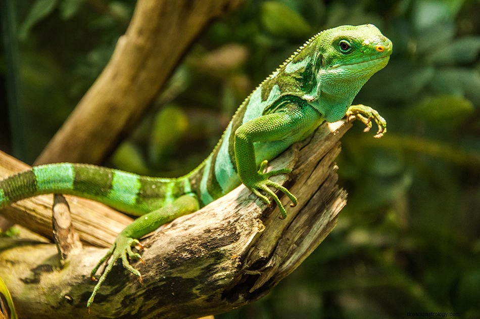 Interpretación del sueño de lagarto 