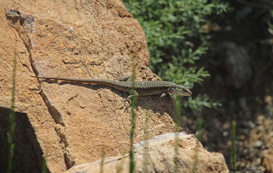 Lizard Drømmetydning 