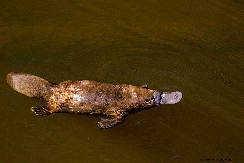 Σημασία &Ερμηνεία ονείρου Platypus 