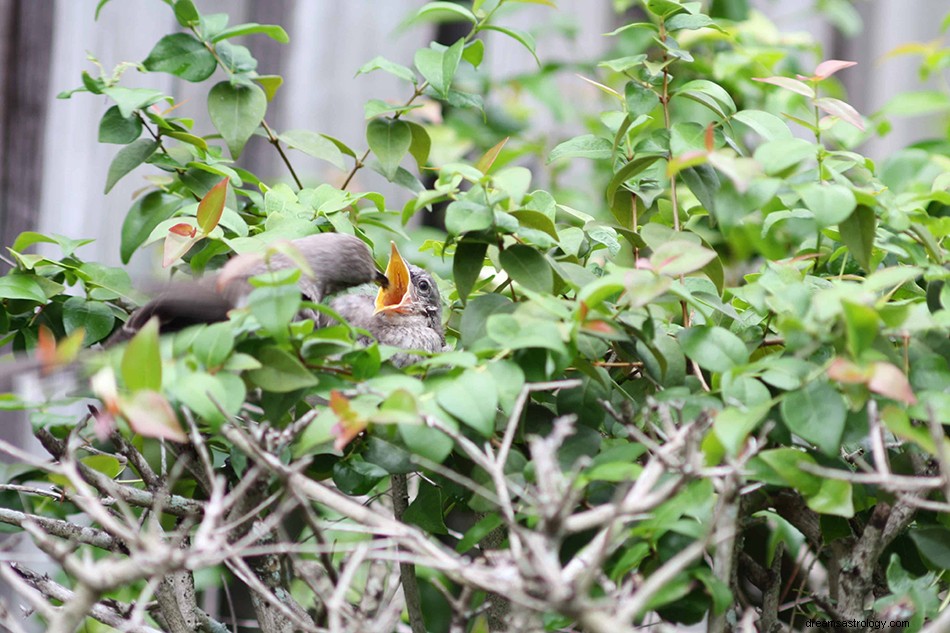 Arti &Tafsir Mimpi Burung Mockingbird 