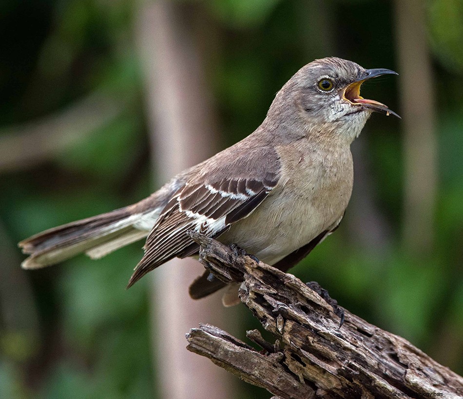 Significato e interpretazione del sogno di Mockingbird 