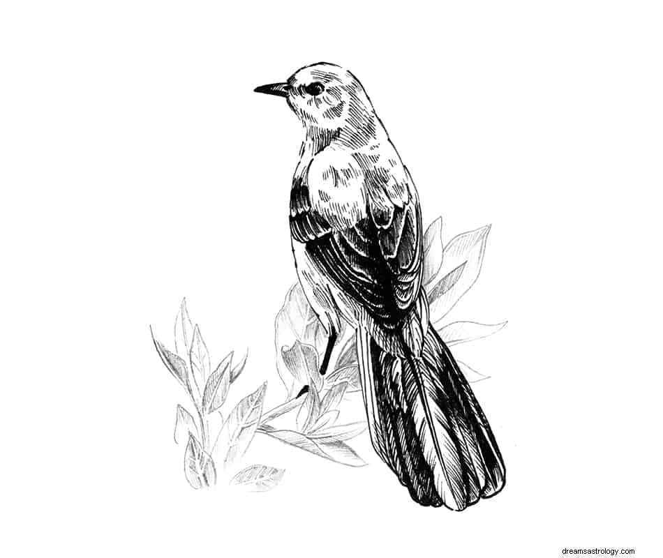 Arti &Tafsir Mimpi Burung Mockingbird 