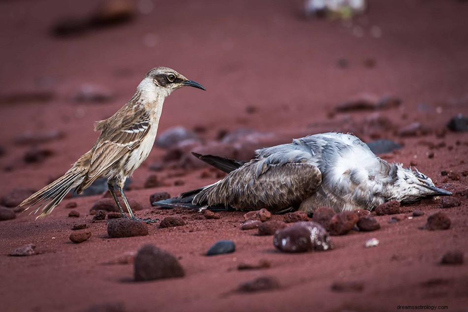 Arti &Tafsir Mimpi Burung Mockingbird 