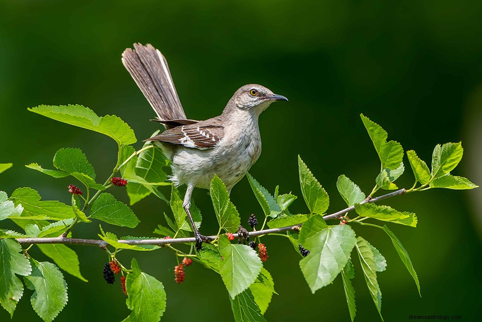 Arti &Tafsir Mimpi Burung Mockingbird 