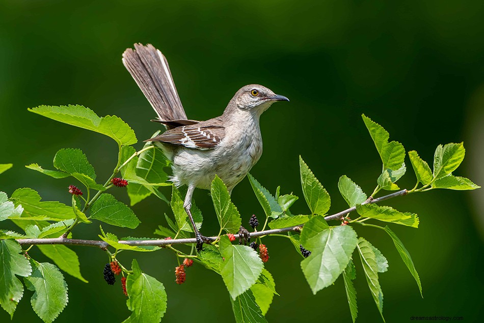 Mockingbird drømmebetydning og tolkning 