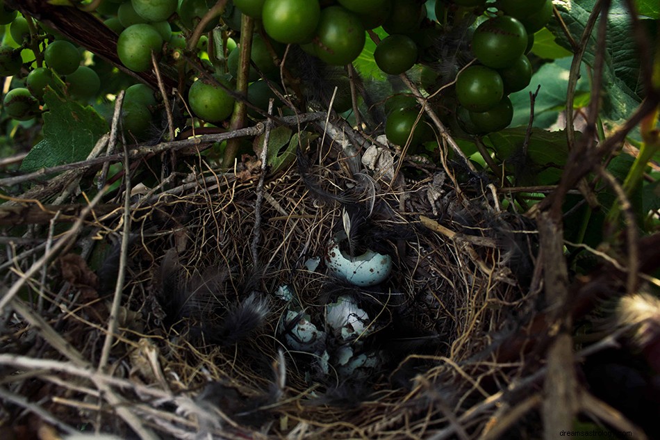 Mockingbird drømmebetydning og tolkning 