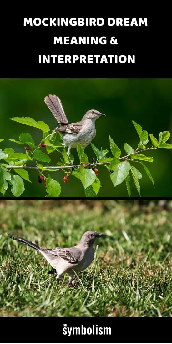 Mockingbird drømmebetydning og fortolkning 