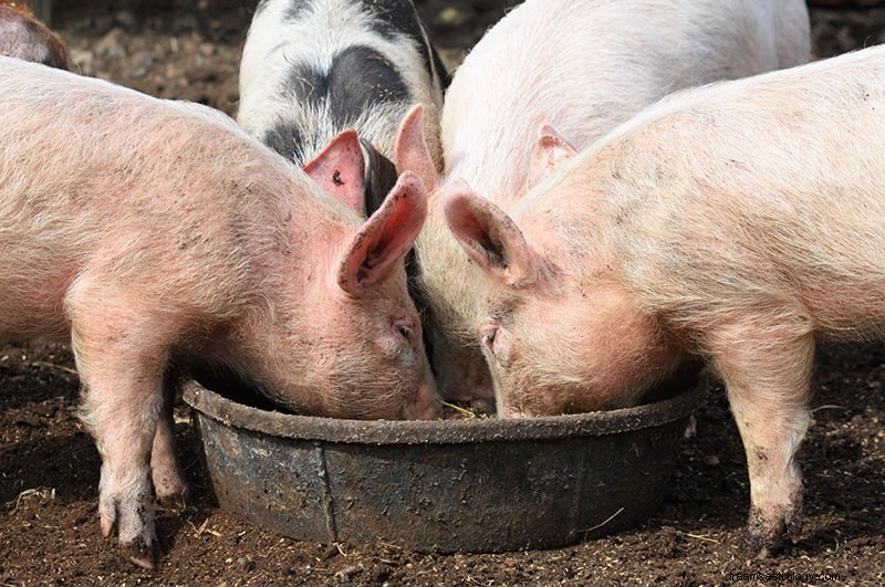 Signification et interprétation des rêves de cochon 