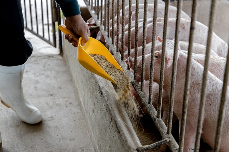 Signification et interprétation des rêves de cochon 