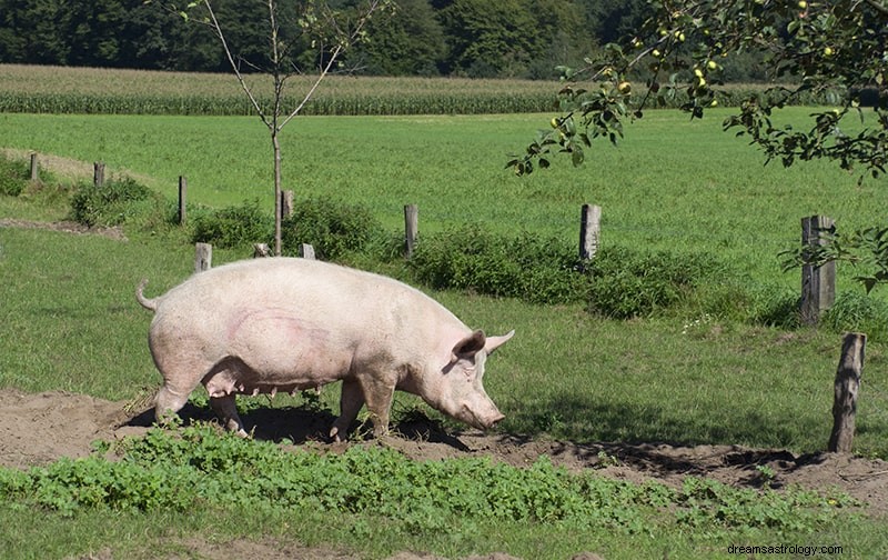 Znaczenie i interpretacja snów świni 