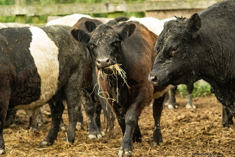 Apa Artinya Jika Anda Bermimpi Tentang Sapi dan Sapi? 