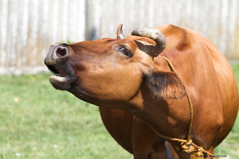 Cosa significa se sogni mucche e bovini 