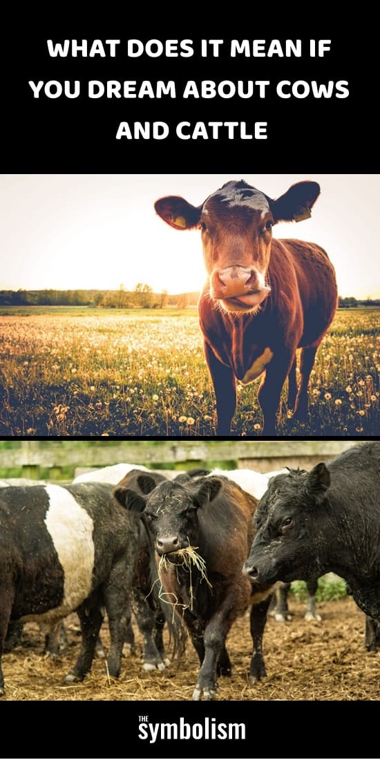 Cosa significa se sogni mucche e bovini 