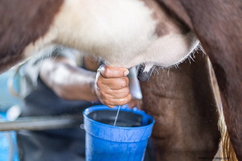 Cosa significa se sogni mucche e bovini 