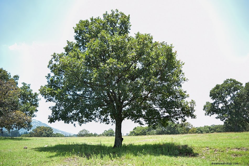 Wat betekent het als je over bomen droomt? 