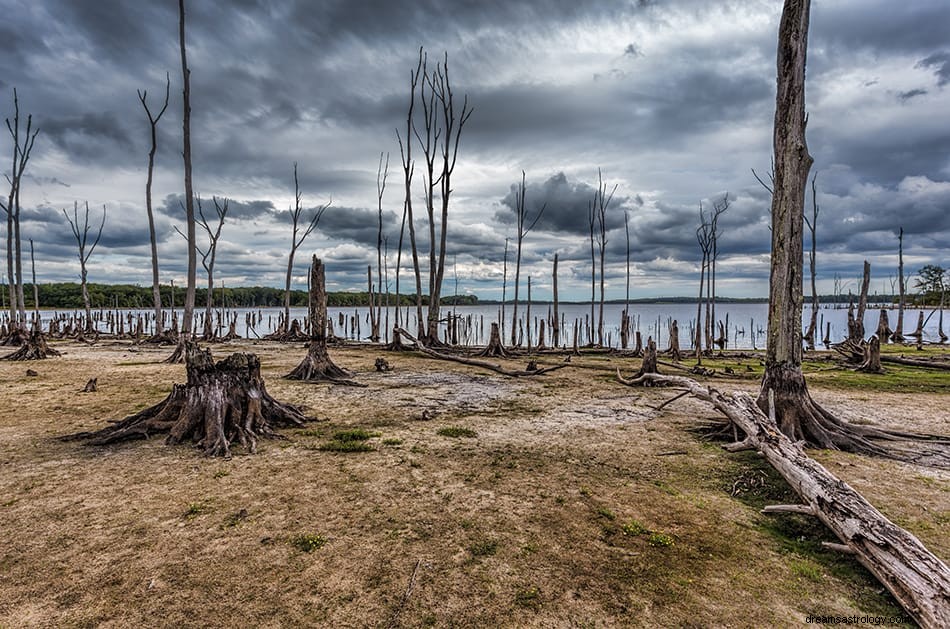 Wat betekent het als je over bomen droomt? 