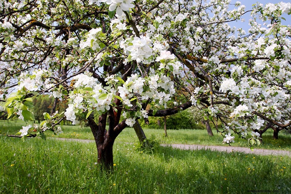 Qu est-ce que cela signifie si vous rêvez d arbres ? 