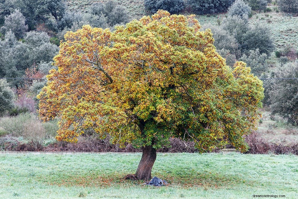 Wat betekent het als je over bomen droomt? 