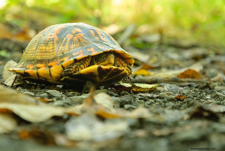 Wat betekent het om van een schildpad te dromen? 