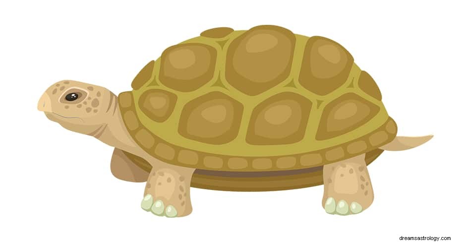 Vad betyder det att drömma om en sköldpadda? 