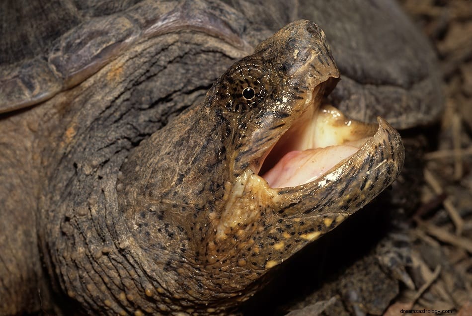 Hvad vil det sige at drømme om en skildpadde? 