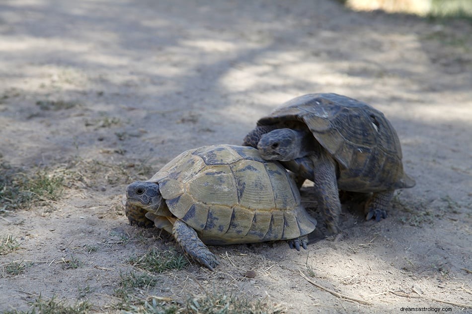 Wat betekent het om van een schildpad te dromen? 