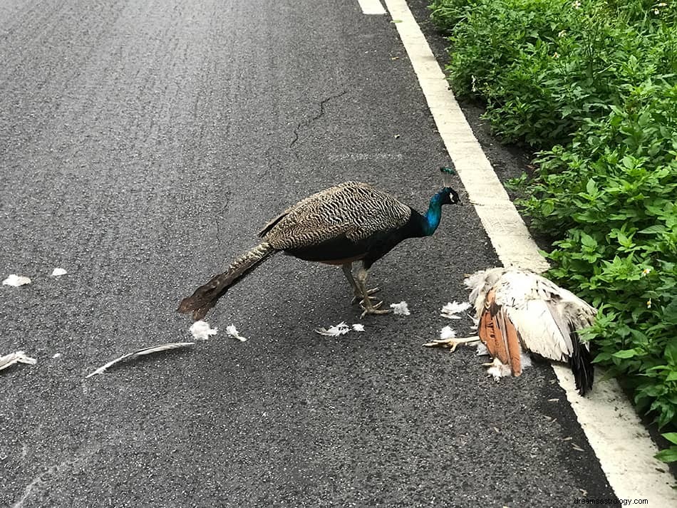 Påfågel drömtydning och mening 