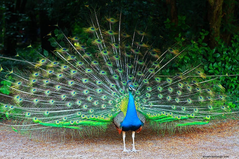 Interpretação e significado dos sonhos de pavão 