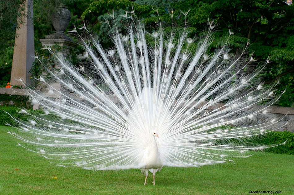 Interpretação e significado dos sonhos de pavão 