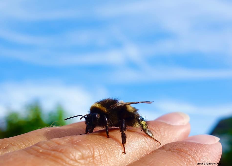Was bedeutet es, von Bienen zu träumen? 