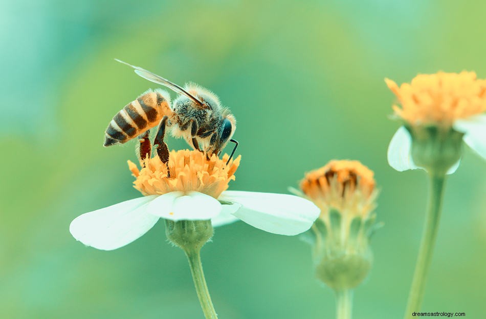 Co to znaczy marzyć o pszczołach? 
