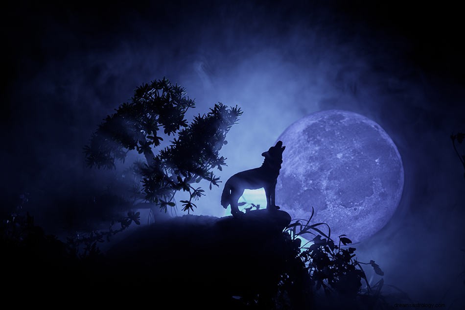 Wat betekent het om over een wolf te dromen? 