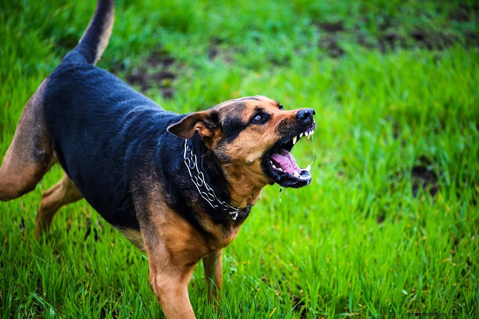 Was bedeutet es, von einem Hundeangriff zu träumen? 