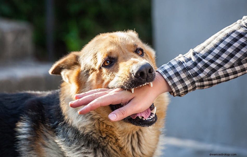 ¿Qué significa soñar con Ataque de Perro? 