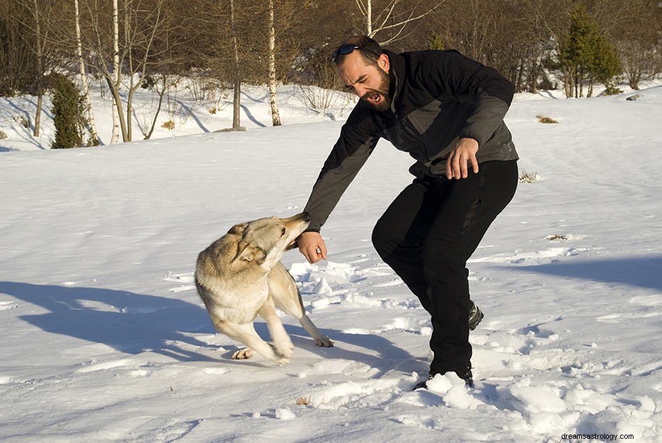 Vad betyder det att drömma om en hundattack? 