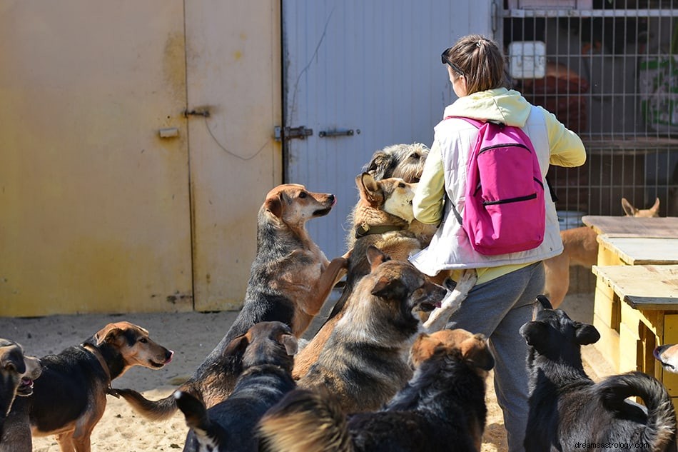 Cosa significa sognare un attacco di cane? 