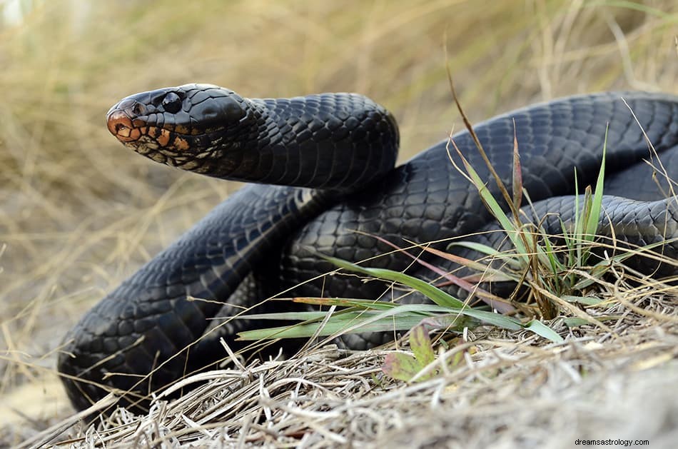 Cosa significa sognare un serpente nero? 