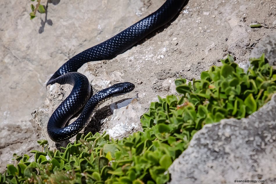 Wat betekent het om te dromen van een zwarte slang? 