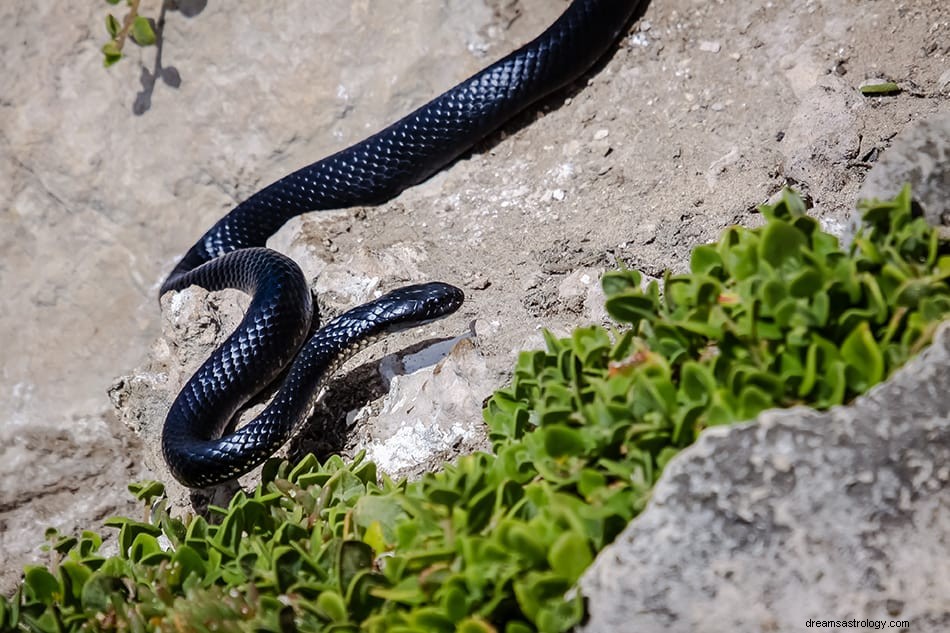 O que significa sonhar com cobra preta? 