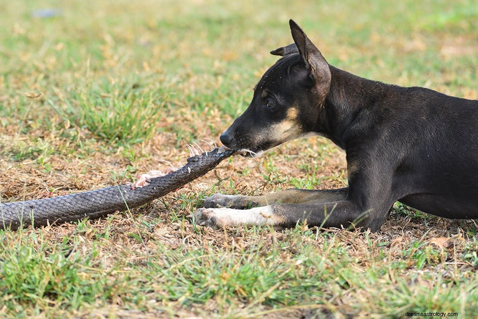 O que significa sonhar com cobra preta? 