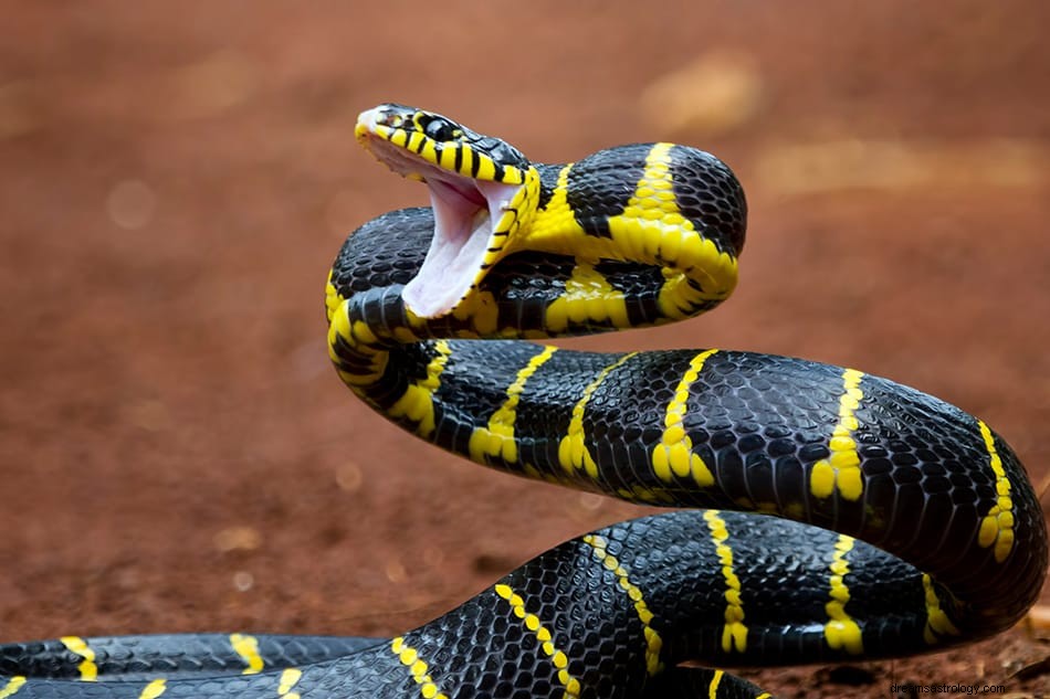 Cosa significa sognare un serpente nero? 