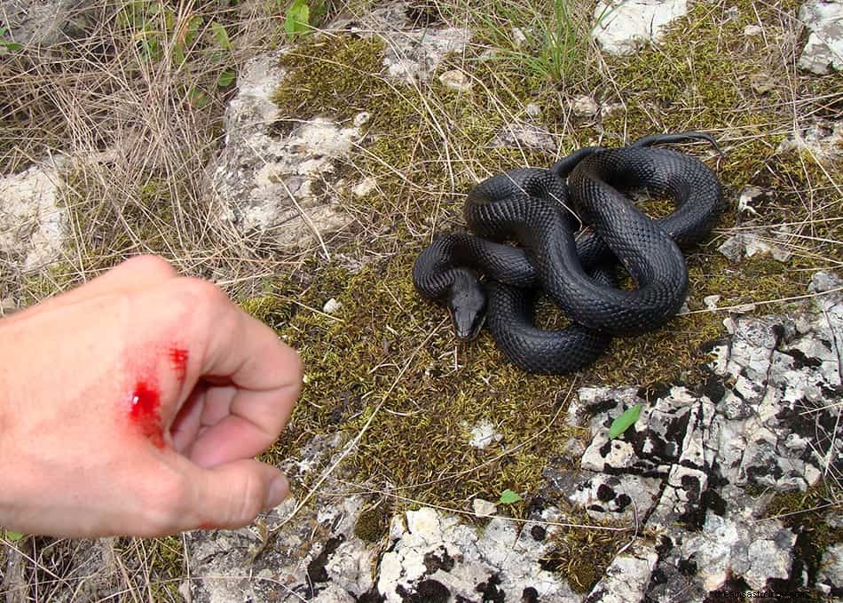 Cosa significa sognare un serpente nero? 