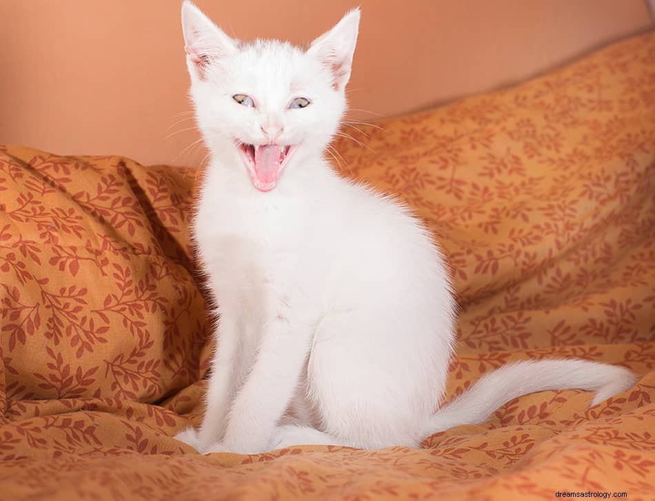 白猫を夢見るとはどういう意味ですか？ 