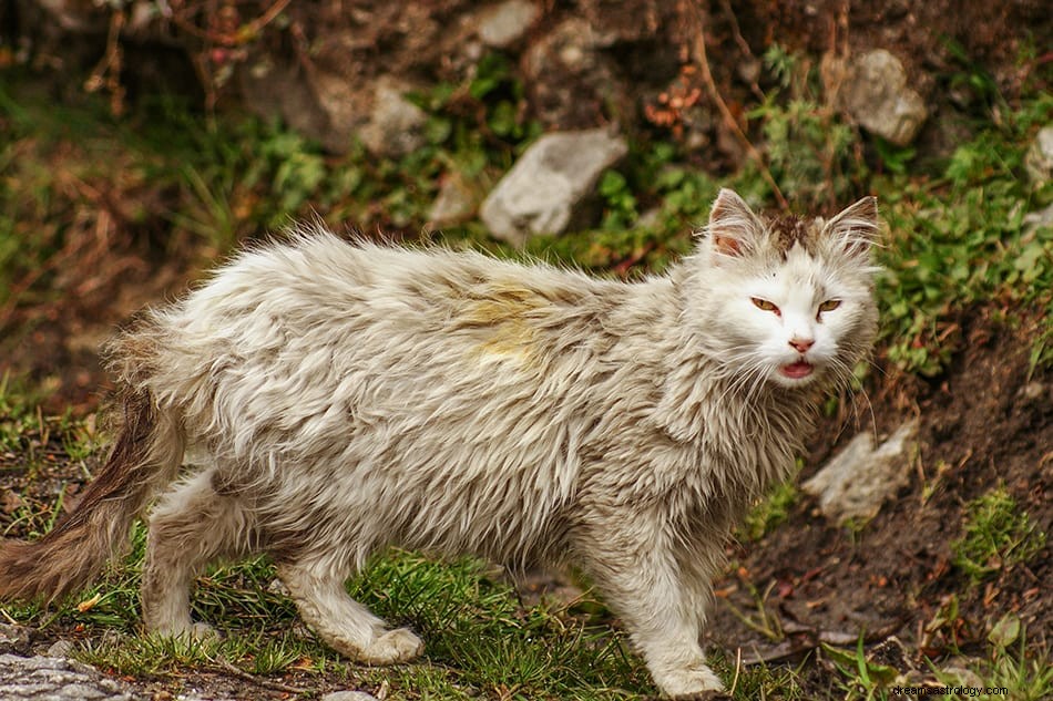 Que signifie rêver d un chat blanc ? 