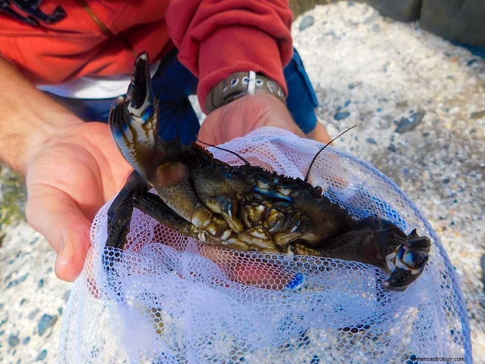 Dromen over krab - symboliek, betekenis en interpretatie 