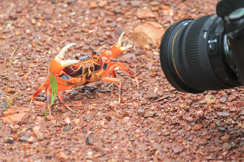 Mimpi Tentang Kepiting – Simbolisme, Arti dan Tafsirnya 