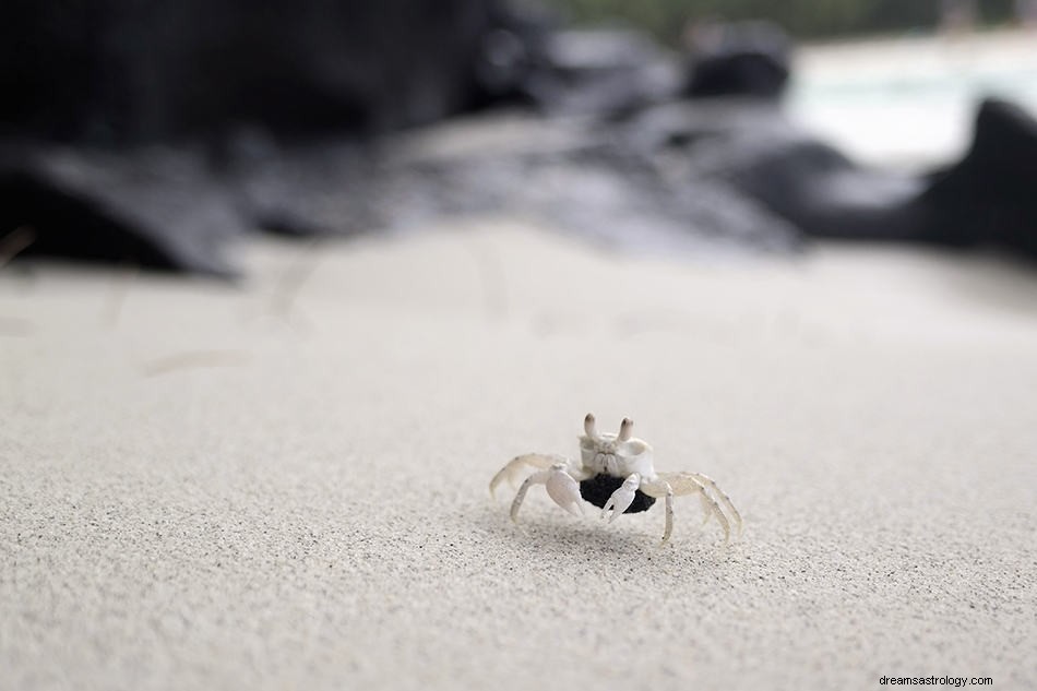 Dromen over krab - symboliek, betekenis en interpretatie 